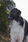 Borzoi Portrait