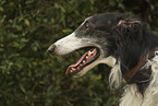 borzoi portrait