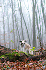 Borzoi
