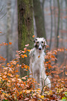 Borzoi