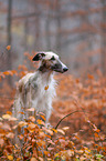 Borzoi Portrait