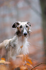 Borzoi Portrait