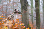 Borzoi Portrait