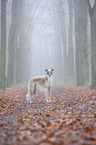 Borzoi