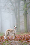 Borzoi