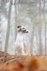 Borzoi
