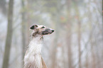 Borzoi Portrait