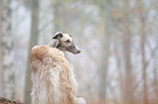 Borzoi Portrait