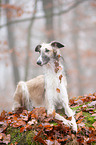 lying Borzoi