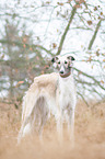 Borzoi