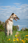 sitting Borzoi