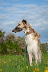 sitting Borzoi