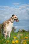 Borzoi