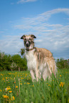 Borzoi