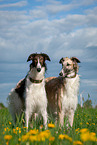 2 Borzois