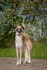 Borzoi