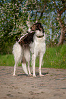 Borzoi