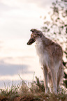 Borzoi