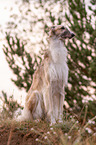 sitting Borzoi
