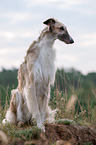 sitting Borzoi