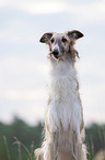 Borzoi Portrait