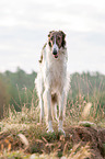 Borzoi