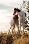 Borzoi