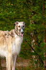 Borzoi Portrait