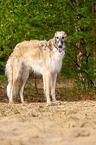 Borzoi