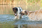 2 Borzois