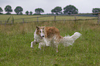 Barzoi on the meadow