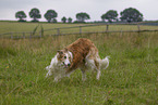 Barzoi on the meadow