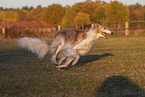 adult Borzoi