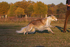 adult Borzoi