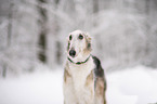Borzoi in snow