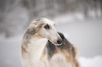Borzoi in snow