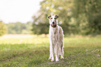 Borzoi