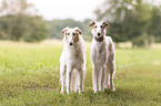 Borzoi