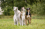 Borzoi