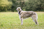 Borzoi
