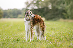 Borzoi
