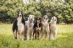 Borzoi