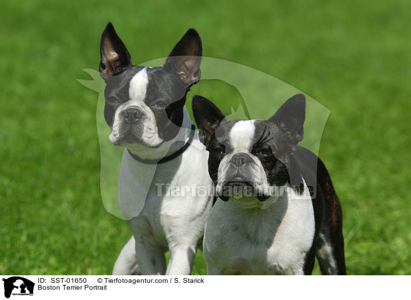 Boston Terrier Portrait / Boston Terrier Portrait / SST-01650