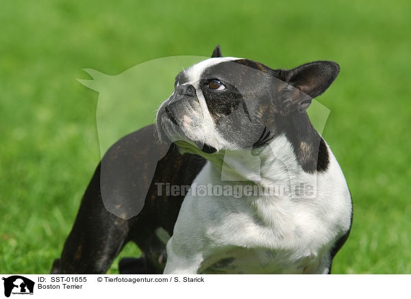 Boston Terrier / Boston Terrier / SST-01655