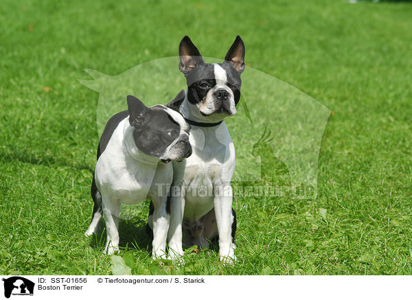 Boston Terrier / Boston Terrier / SST-01656