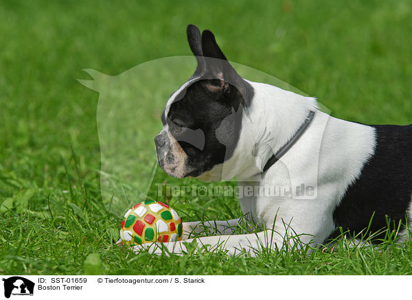 Boston Terrier / Boston Terrier / SST-01659