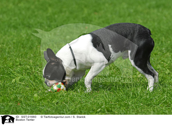 Boston Terrier / Boston Terrier / SST-01660