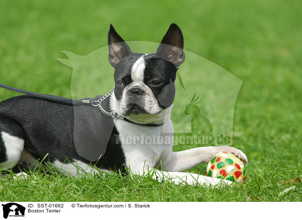 Boston Terrier / Boston Terrier / SST-01662