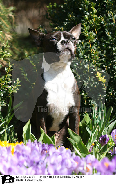 sitzender Boston Terrier / sitting Boston Terrier / PM-03771