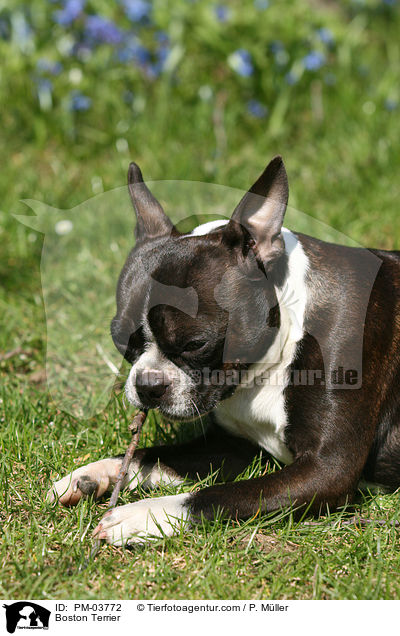 Boston Terrier / Boston Terrier / PM-03772